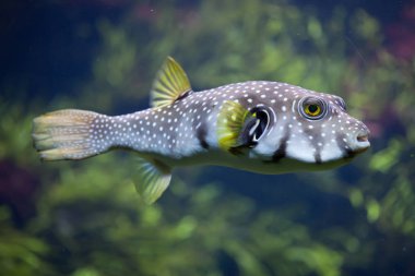Beyaz lekeli kirpi (Arothron hispidus)