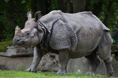 Hint gergedan (gergedan unicornis)