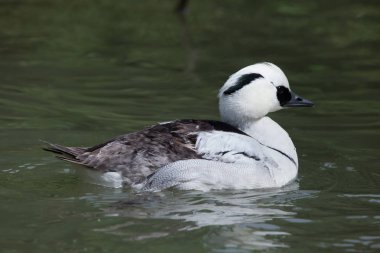 Smew (Mergellus albellus)