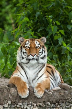 Sibirya Kaplanı (PANTHERA TIGRIS ALTAICA)