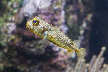 Çizgili burrfish (Chilomycterus schoepfi)