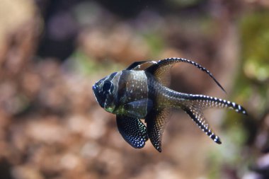 banggai Kardinaller (pterapogon kauderni)