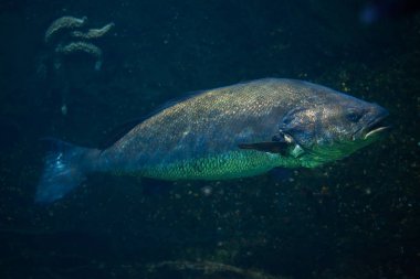 (Argyrosomus regius yetersiz)