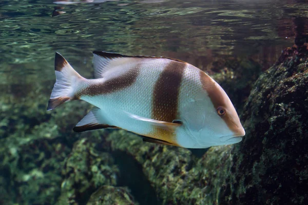 Imperador vermelho snapper — Fotografia de Stock