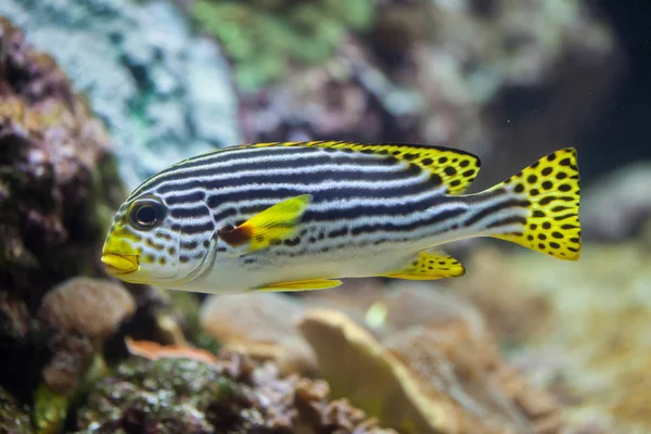 Žlutá pruhované mořských sweetlips — Stock fotografie