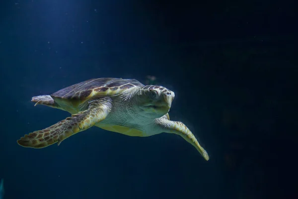 Loggerhead sea turtle — Stock Photo, Image