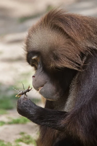 Gelada Mono babuino —  Fotos de Stock
