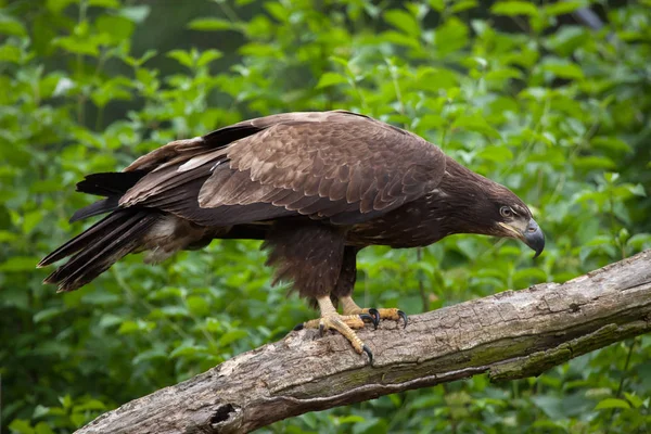 Aquila calva femminile — Foto Stock