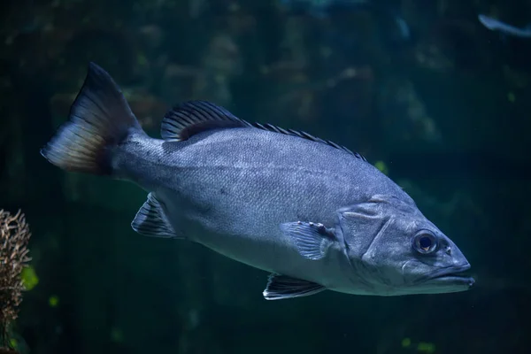 Pesce relitto della spigola atlantica — Foto Stock