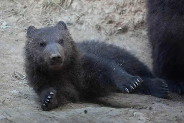 Kamchatka kecil beruang cokelat — Stok Foto