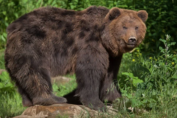 Kamchatka brown bear — Stock Photo, Image