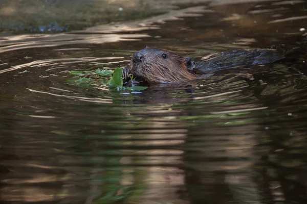 North American beaver — Stock Photo, Image