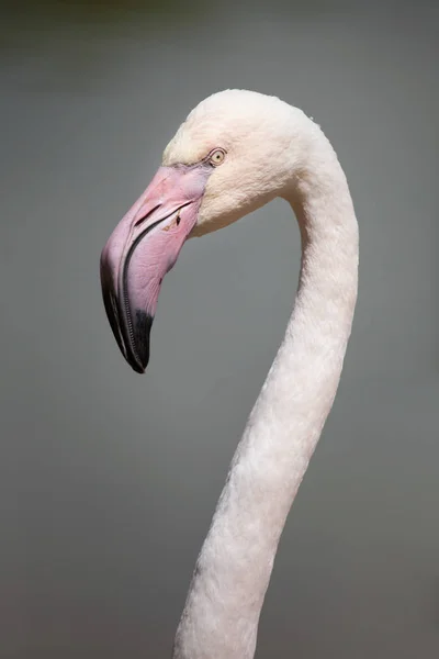 Meer roze flamingo — Stockfoto