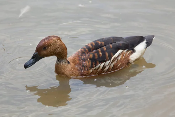 Fulvous whistling duck — Stok fotoğraf