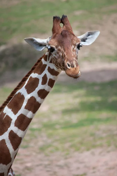 Jirafa somalí reticulada — Foto de Stock