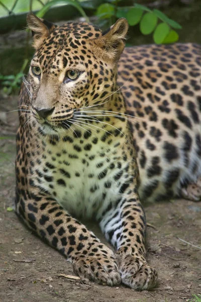 Lankesisk leopard — Stockfoto