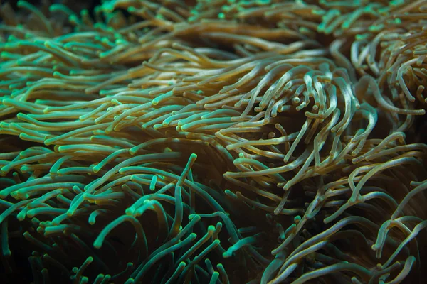 Bubble-tip anemone background — Stock Photo, Image