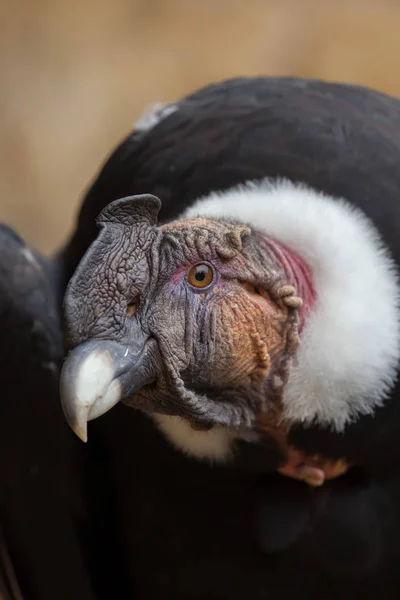 Андский кондор (Vultur gryphus) — стоковое фото