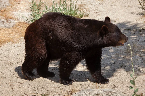 Beruang Hitam Amerika — Stok Foto