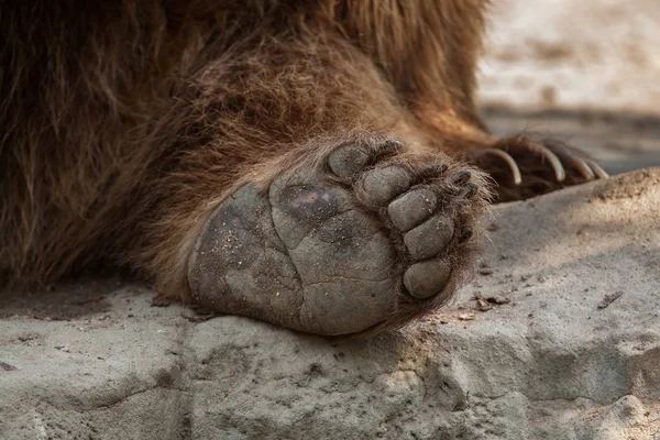 Eurasian brown bear