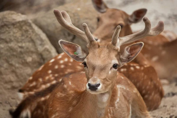 Veado Fallow (Dama dama) — Fotografia de Stock