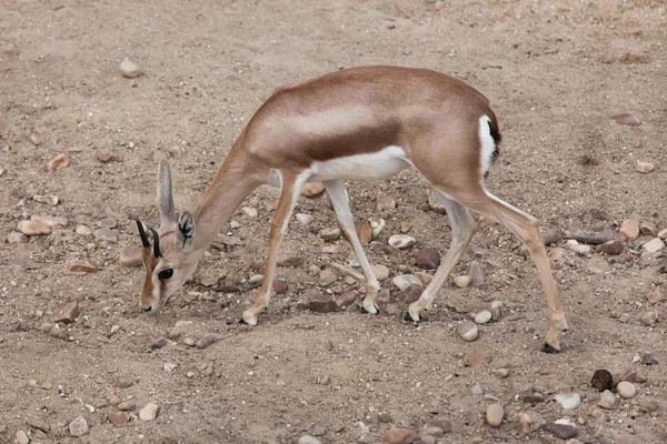 Gazella dorcas szaharai — Stock Fotó