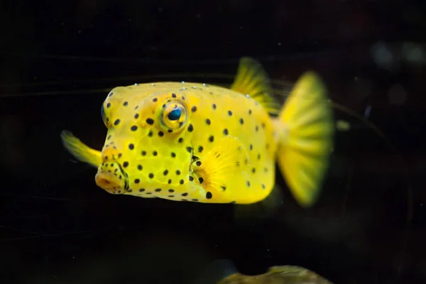 Ikan boxfish kuning (Ostracion cubicus ) — Stok Foto