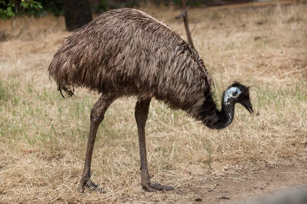 EMU (Emufélék novaehollandiae) — Stock Fotó