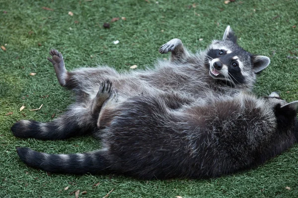 Raccoons (Procyon lotor) — Stock Photo, Image