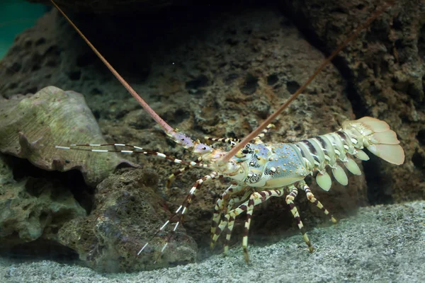 Karaibski kolczasty homar — Zdjęcie stockowe