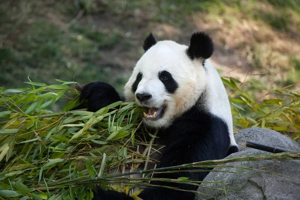Giant panda (Ailuropoda melanoleuca) — Stock Photo, Image