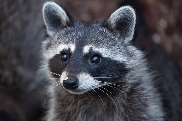 North American raccoon — Stock Photo, Image