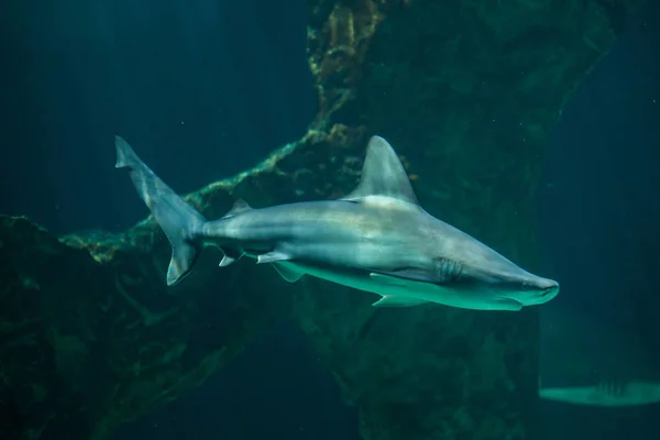 Акула Сендбар (Carcharhinus plbumus) ) — стокове фото
