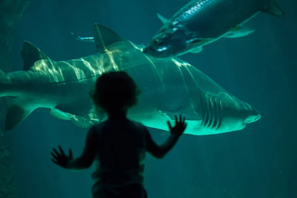 Bezoeker kijkt naar zand tijgerhaai — Stockfoto