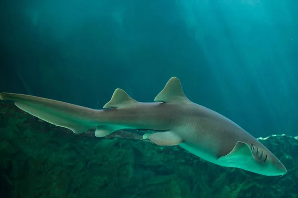 Nurse marine shark — Stock Photo, Image