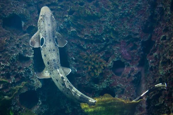 Tubarão-pauleta (Hemiscyllium ocellatum ) — Fotografia de Stock