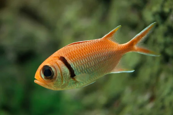 Doppelzahn-Soldatenfisch (myripristis hexagona)) — Stockfoto