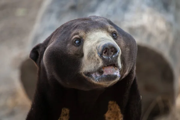 Малайский солнечный медведь — стоковое фото