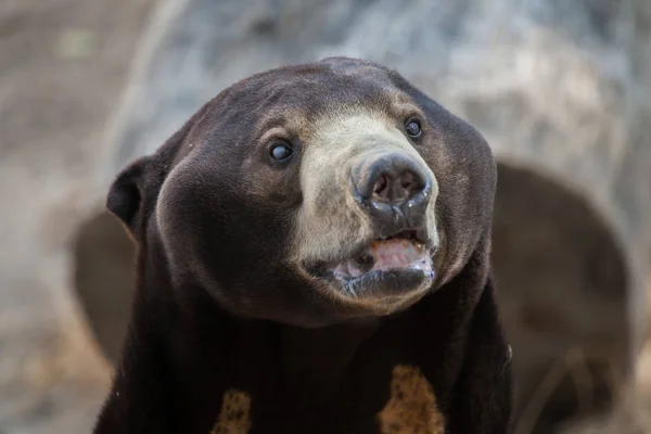 Malayan sun bear — Stock Photo, Image