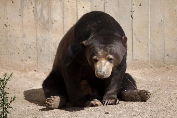 Малайський ведмідь сонця — стокове фото