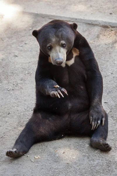 Malayan sun bear — Stock Photo, Image