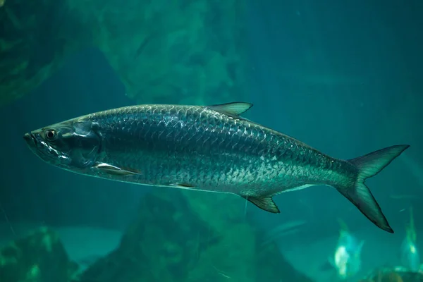 Tarpon Atlantycki (Tarpon atlantycki) — Zdjęcie stockowe