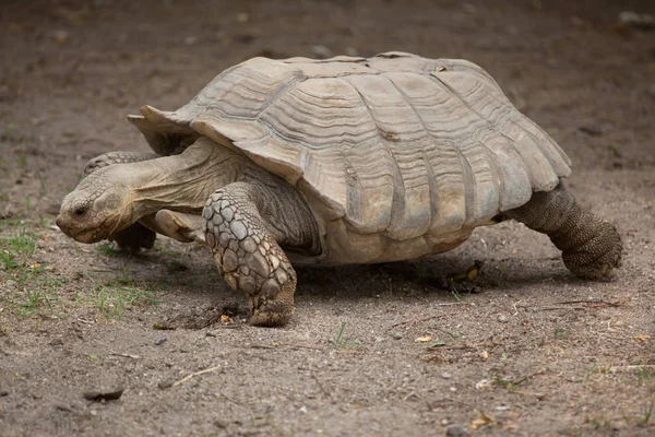 African spurred tortoise — Stock Photo, Image