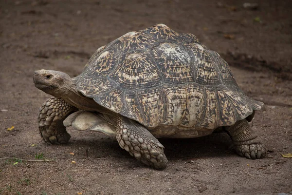 Leopard schildpad (stigmochelys pardalis) — Stockfoto