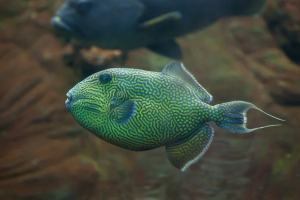 Pez ballesta azul manchado amarillo — Foto de Stock