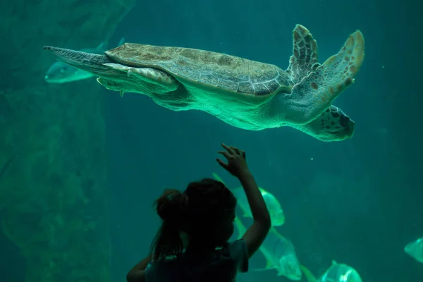 Tortuga boba — Foto de Stock