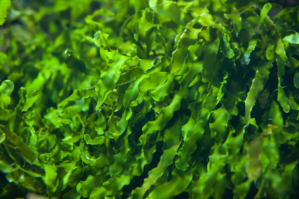 Green seaweed background 