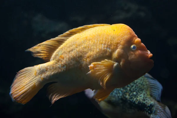 Midas cichlid (Amphilophus citrinellus) — 스톡 사진