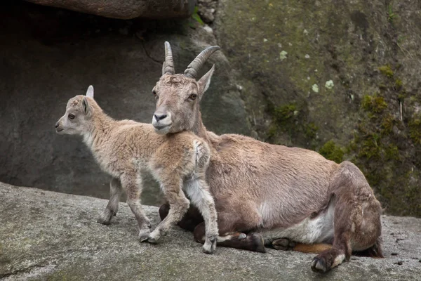 Alpesi kőszáli kecske (Capra ibex kőszáli kecske) — Stock Fotó