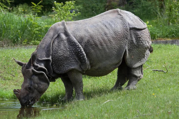 Rinoceronte-indiano (Rhinoceros unicornis ) — Fotografia de Stock